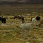 Llamas y alpacas