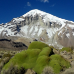 Sajama - Yareta