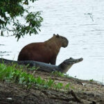 Fauna del Pantanal